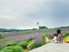 -紫颐香薰山谷景区