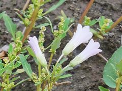 -莲池书院博物馆