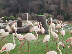 -新加坡飞禽公园