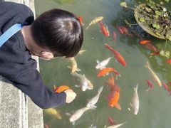 -碧江金楼