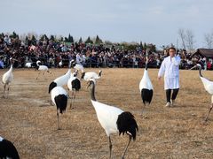 -盐城丹顶鹤湿地生态旅游区