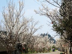 -樱桃山旅游景区