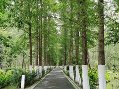 -合肥滨湖国家森林公园