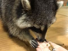 -藦茜花园宠物主题亲子互动体验馆(国顺东路店)