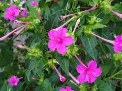 -九龙江国家森林公园