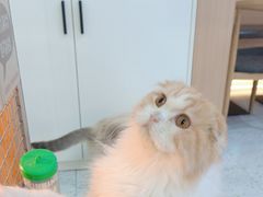 -喵园·猫主题咖啡厅·撸猫·猫咖(国贸店)