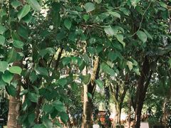 -瑞丽独树成林风景区