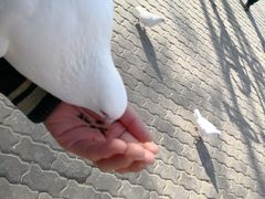-高庙保安寺