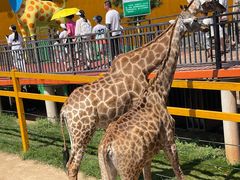 -西霞口神雕山野生动物世界