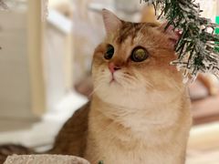 -momokira米努特·德文卷毛猫·棉花面纱犬