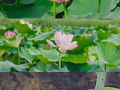 -南海子公园