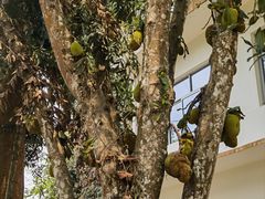 -中国科学院西双版纳热带植物园