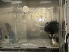 -申普宠物医院·心脏介入·心血管微创(总院)