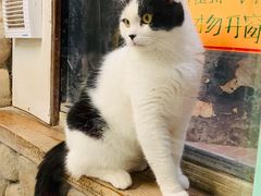 -猫咪博物馆(顶澳仔猫街店)