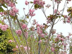 -南汇桃花村