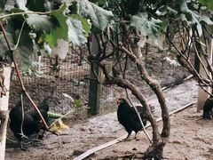 -马陆小张葡萄园农家乐