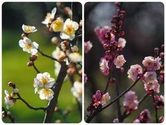 -梅花山(明孝陵内)