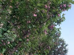 -御顺阁·足道·推拿·采耳(北花园店)