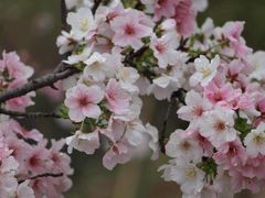 -天适樱花悠乐园