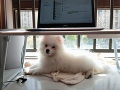 -瑞鹏宠物医院犬猫全科(真大分院)