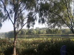 -大兴滨河森林公园