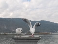 -海埂大坝