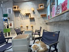 -Heymao猫咖.咖啡厅(东门店)