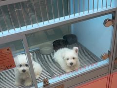 -FAELING PETS美天灵宠物(合生汇店)