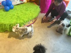 -百好乐宠物友好餐厅(朝外大街店)