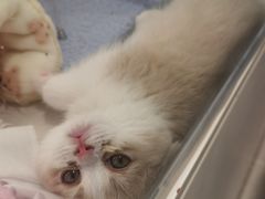 -babydoll猫舍·米努特·德文·缅因(久光中心店)