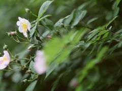 -远山有窑