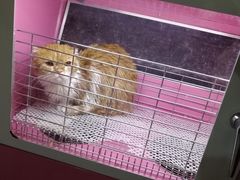 -猫宠乐园·专业洗护