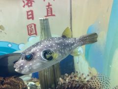 -烟台海昌鲸鲨海洋公园