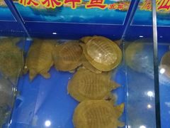 -鳖皇甲鱼餐厅(平阳路店)