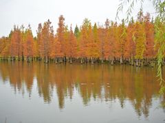 -白鹭湾湿地公园