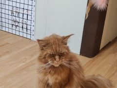 -猫十亿·布偶金渐层·曼基康矮脚猫舍(青年路店)