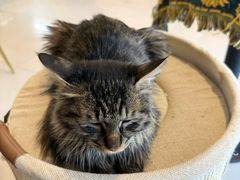 -平行世界·猫咖(首经贸店)