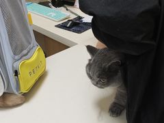 -全心全意连锁动物医院·微创中心·内科急重症·心脏专科(丰管路店)