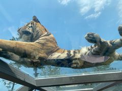 -西霞口神雕山野生动物世界