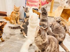 -楼上猫咖(罗湖店)