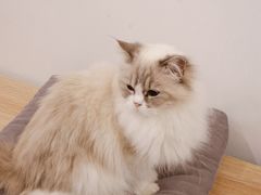 -有喵·猫咖·狗咖·30几只猫10只小狗(岗厦店)