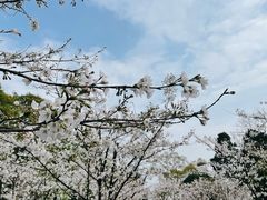 -南山植物园