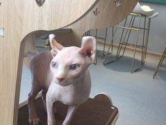 -飞行喵MR PILOT|猫舍·猫咖(静安大融城店)