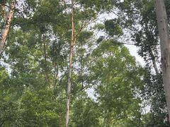 -火炉山森林公园