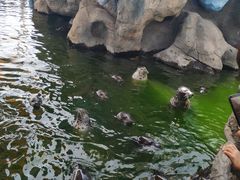 -华夏文旅海洋公园