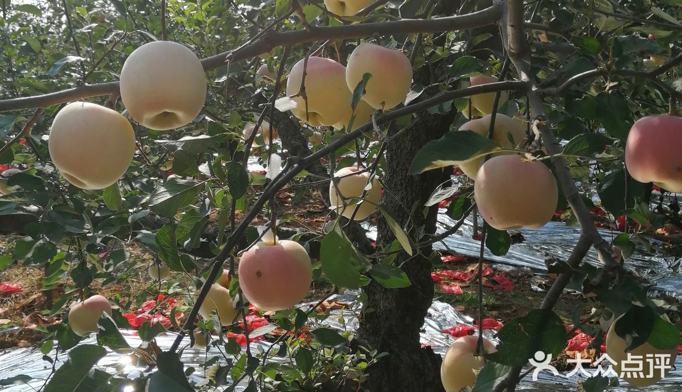 周末来采摘苹果🍎吧