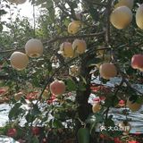 周末来采摘苹果🍎吧