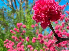 -桃花堤公园
