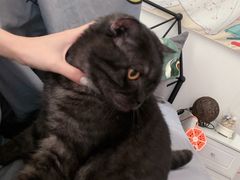 -屋虎猫馆(宝安大仟里店)