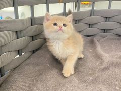 -lincat·猫舍(广州店)